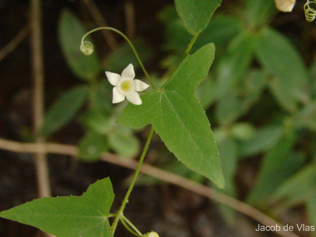 Zehneria thwaitesii (Schweinf.) C.Jeffrey